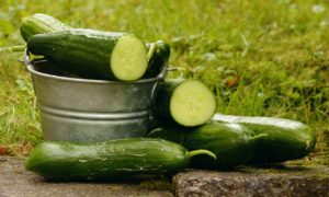 jardin potager
