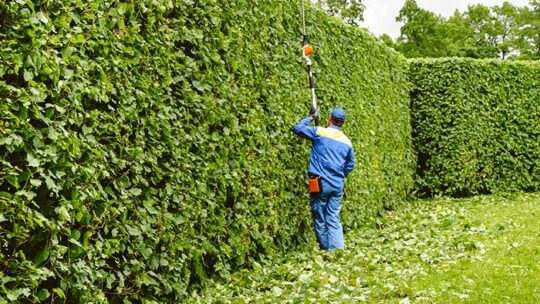 Faire pousser une haie de jardin rapidement : mode d’emploi