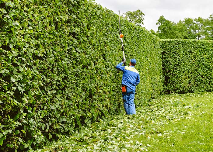 Faire pousser une haie de jardin rapidement : mode d’emploi