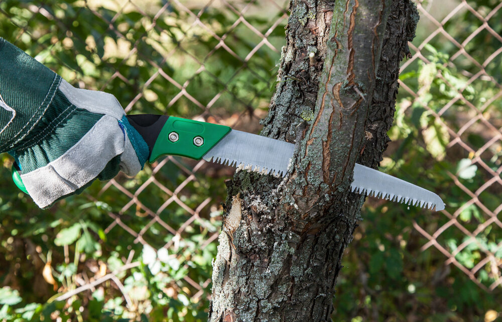 Taille des arbres : les essentiels à savoir