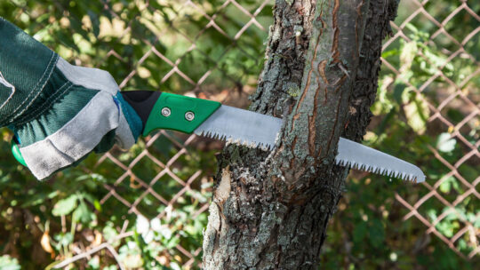 Taille des arbres : les essentiels à savoir