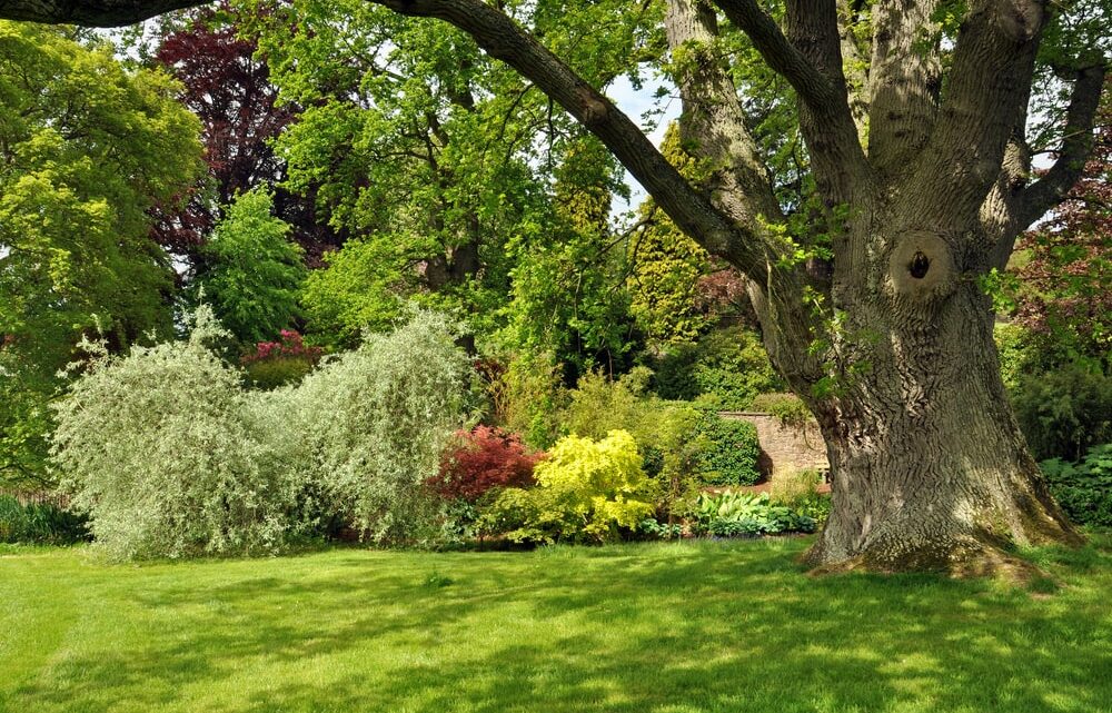 Comment choisir le bon type d’arbre pour votre paysage : guide et conseils pratiques