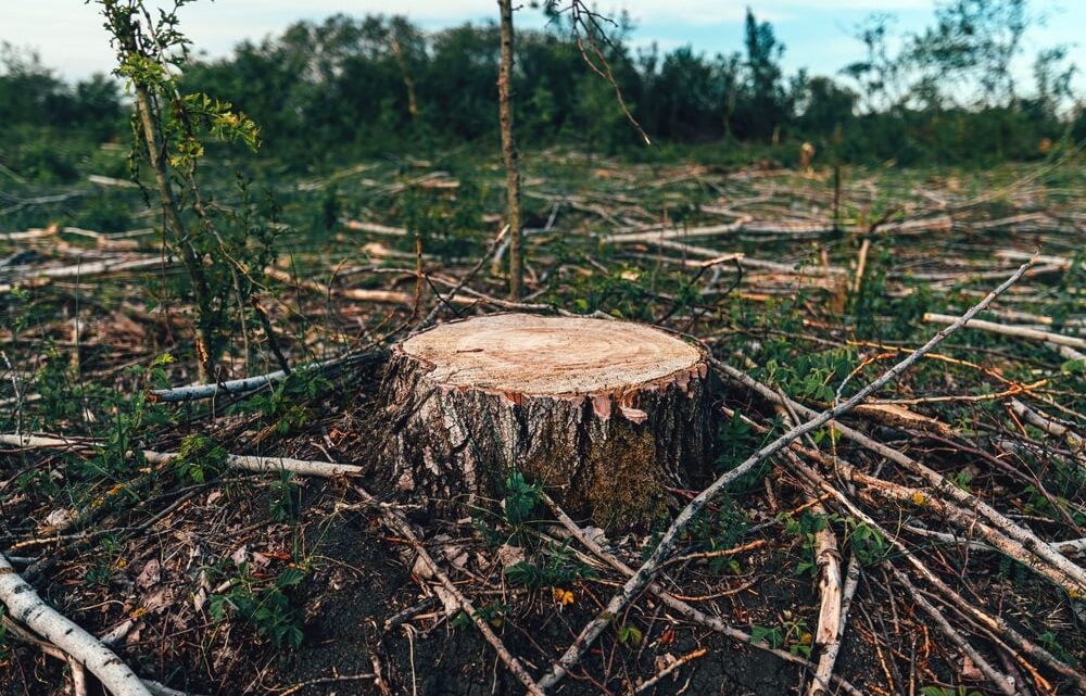Tout savoir sur le débroussaillage : obligations, zones et modalités pour les propriétaires